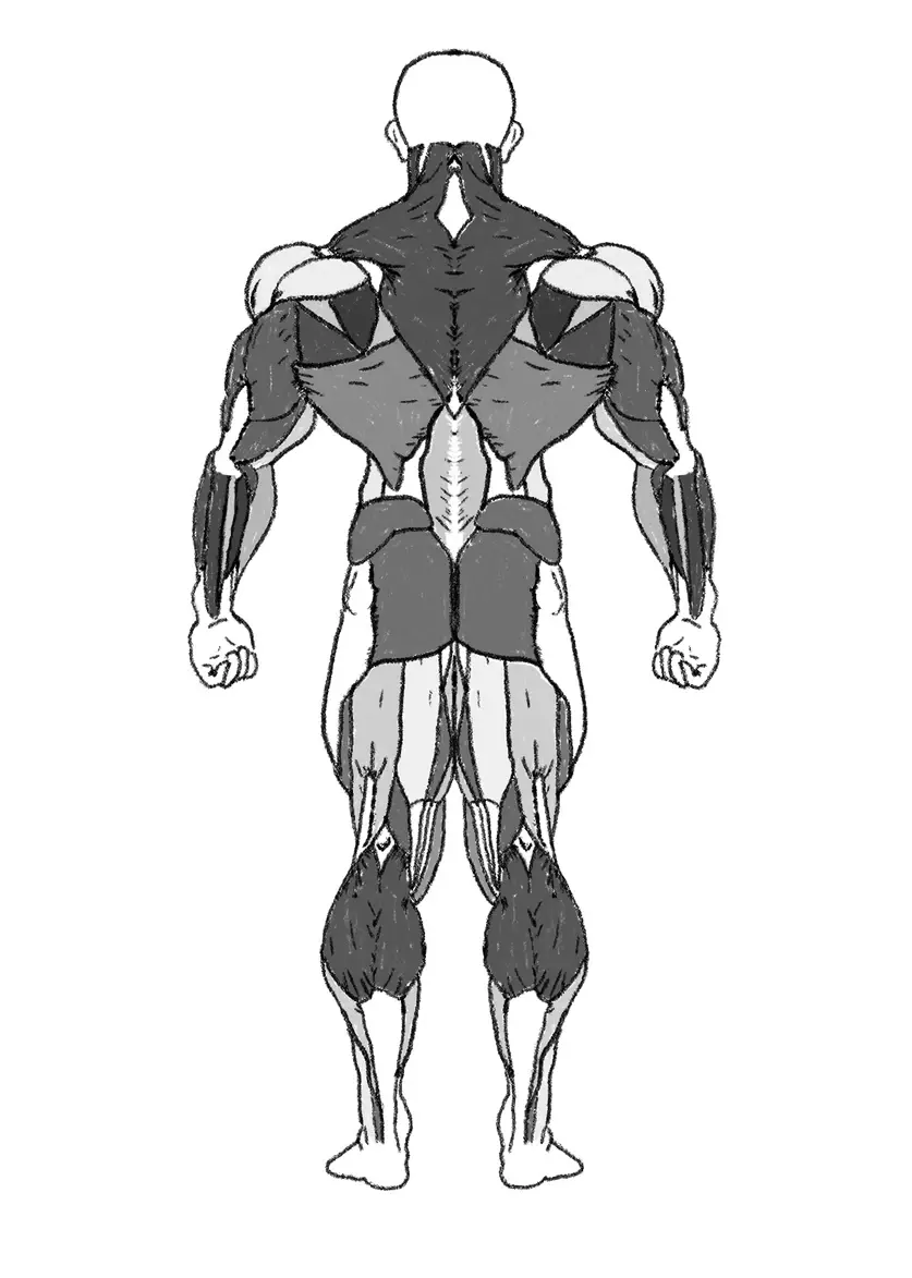 Back view of the GymDaze hand-drawn muscular anatomy chart