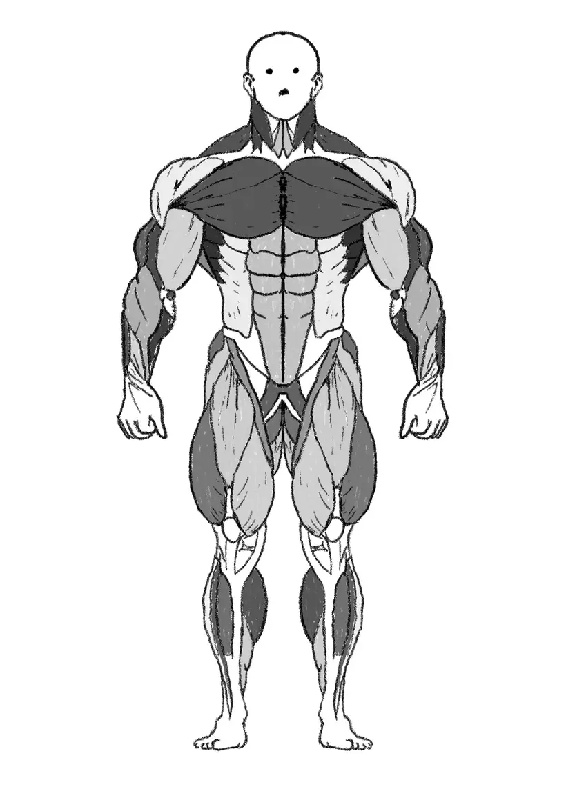 Front view of the GymDaze hand-drawn muscular anatomy chart