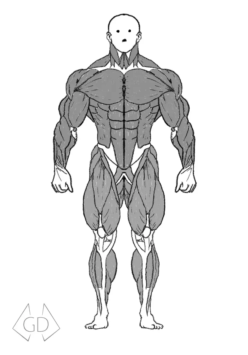 Front view from the GymDaze hand-drawn anatomy chart