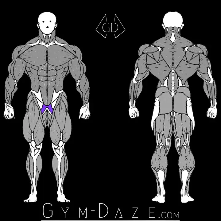 Preview of the GymDaze anatomy artwork used in the layered Photoshop file